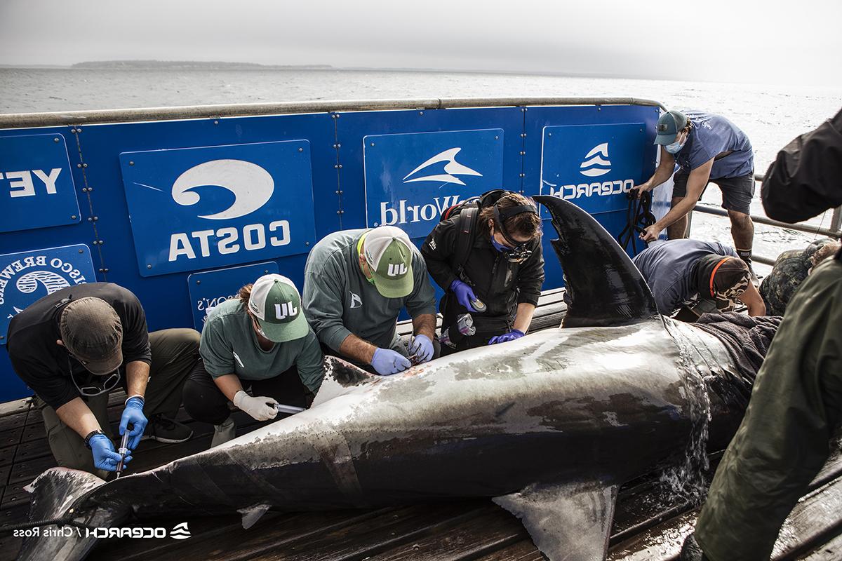 JU Marine Science faculty and graduate students taking samples from a shark on an OCEARCH vessel